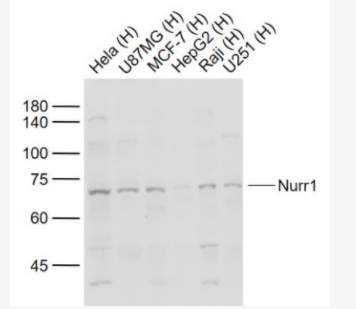 Nurr1 核受体相关因子-1抗体