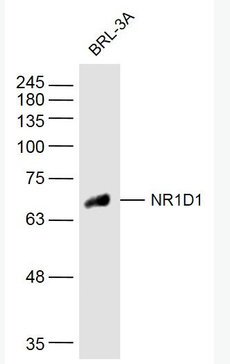 NR1D1 细胞核受体Rev-Erbα抗体