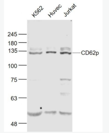 CD62p P选择素/白细胞内皮细胞粘附分子3抗体