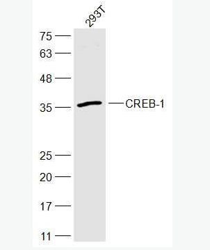 CREB-1 环腺苷酸应答元件结合蛋白抗体