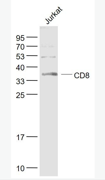 CD8 CD8抗体