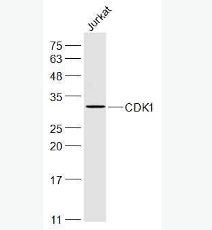CDK1 周期素依赖激酶1抗体
