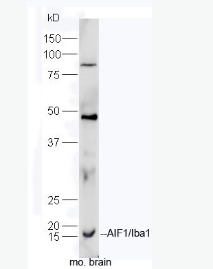 AIF1/Iba1 离子钙接头蛋白抗体