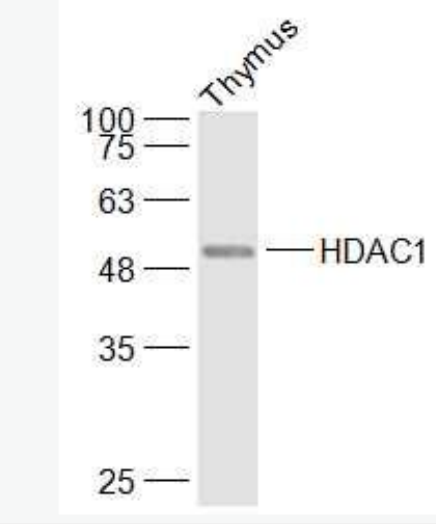 HDAC1 组蛋白去乙酰化酶1抗体