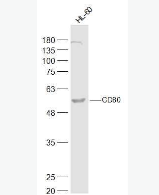 CD80 刺激分子B7-1蛋白抗体