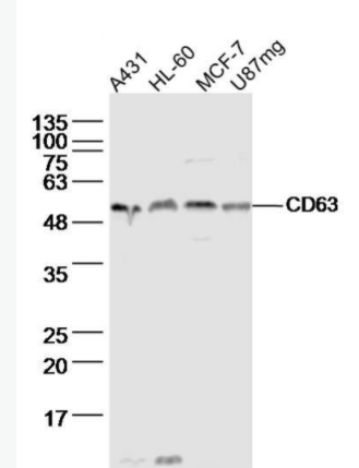 CD63 黑色素瘤相关抗原抗体