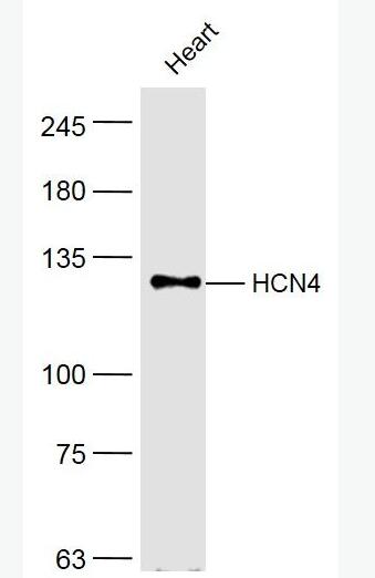 HCN4 环化核苷酸调控阳离子通道蛋白亚型4