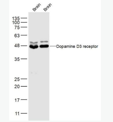 Dopamine D3 receptor 多巴胺受体D3抗体