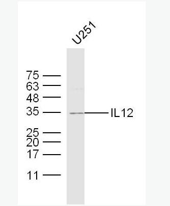 IL12 白介素12抗体