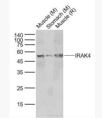 IRAK4 白介素-1受体相关激酶4抗体