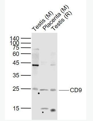 CD9 CD9蛋白抗体