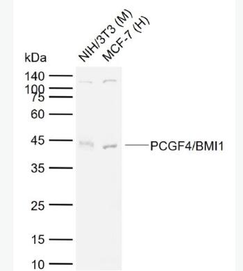 PCGF4/BMI1 组蛋白相关Bmi1抗体