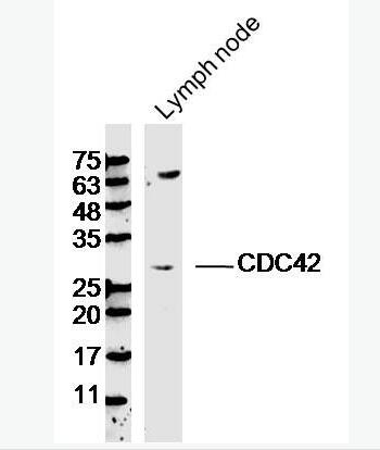 CDC42 细胞分化周期CDC42蛋白抗体