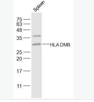 HLA-DPB1 组织相容性复合体2抗体