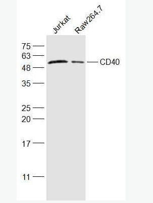 CD40/TNFRSF5 肿瘤坏死因子受体超家族成员5抗体