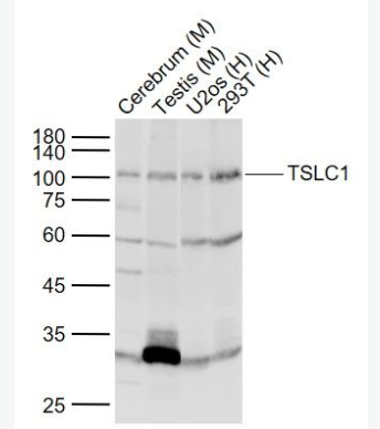 TSLC1 细胞粘附分子1抗体