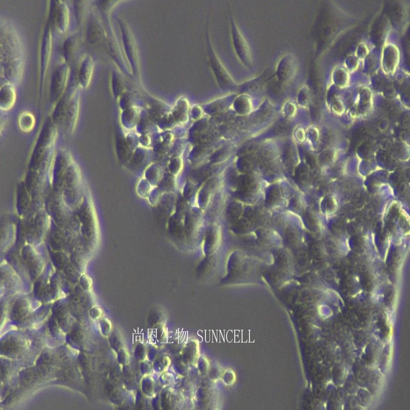 HSC-T6大鼠肝星形细胞