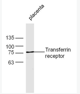 TFRC 转铁蛋白受体（CD71）抗体