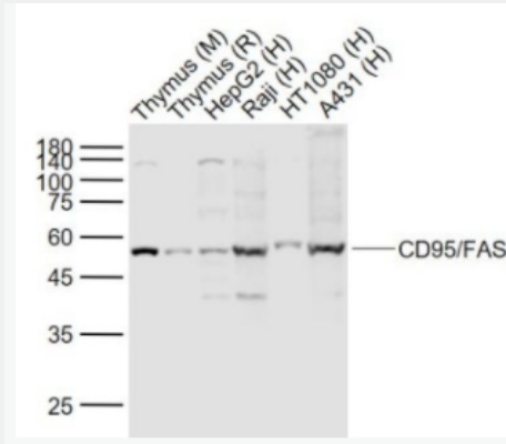 CD95/FAS 载脂蛋白1抗体