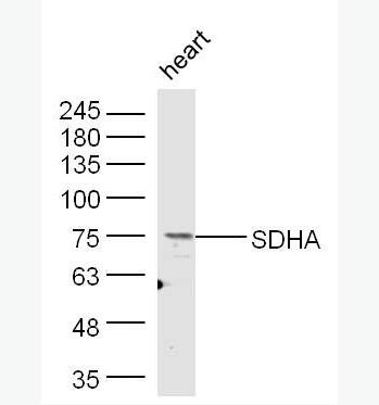 SDHA 琥珀酸脱氢酶复合体亚基A抗体