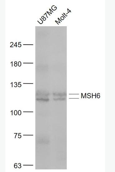 MSH6 错配修复蛋白6抗体