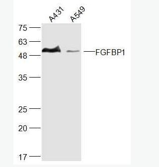FGFBP1 纤维细胞生长因子结合蛋白抗体