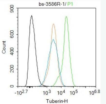 Tuberin 马铃薯球蛋白(结节性硬化)抗体