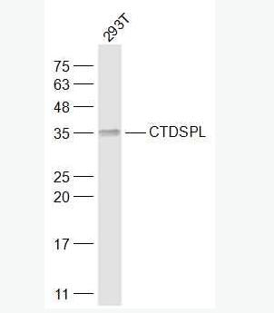 CTDSPL 联会复合体蛋白3抗体