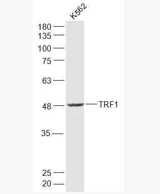 TRF1 端粒体复制结合因子1抗体