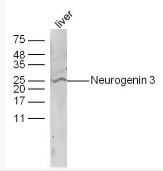 Neurogenin3 神经元素3抗体