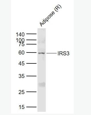 IRS3 胰岛素受体底物-3抗体