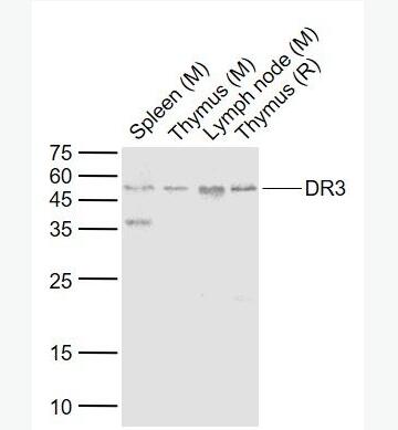 DR3 死亡受体3抗体