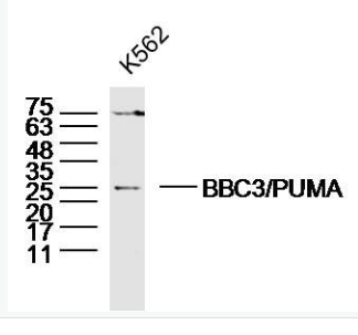 Anti-BBC3/PUMA antibody -p53正向细胞凋亡调控因子抗体
