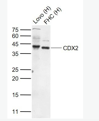 Anti-CDX2 antibody -尾型同源盒转录因子2抗体