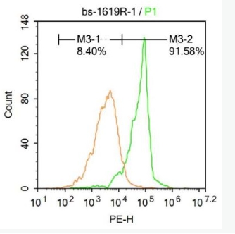 Anti-Smad1 antibody -酪氨酸蛋白激酶受体B2抗体