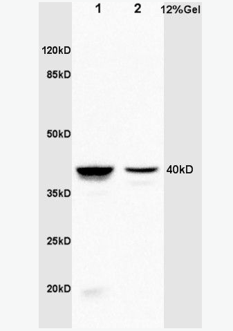 Anti-Annexin A1 antibody -膜粘连蛋白A1抗体