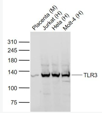 Anti-TLR3 antibody -Toll样受体3抗体