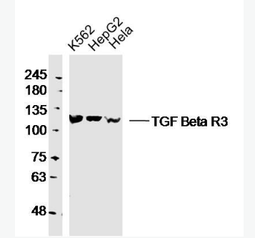 Anti-TGF beta Receptor III antibody -转移生长因子β受体3抗体