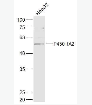 Anti-CYP1A2 antibody -CYP1A2抗体