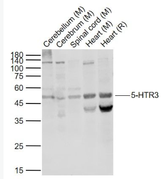 Anti-5-HTR3 antibody -5-羟色胺受体3抗体