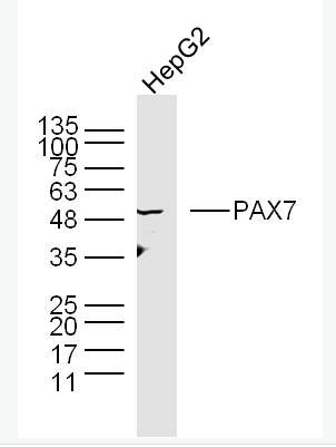 Anti-PAX7 antibody -配对盒基因7抗体