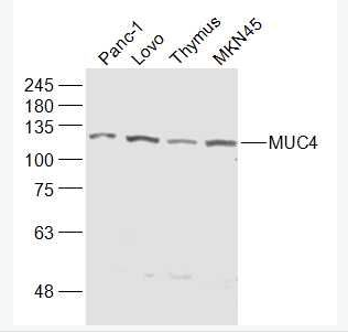 Anti-MUC4 antibody -粘蛋白4抗体
