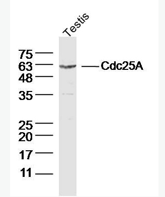 Anti-Cdc25A antibody -细胞分裂周期蛋白25抗体