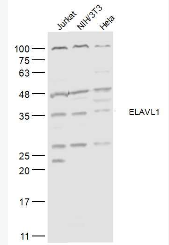 Anti-ELAVL1 antibody -ELAVL1抗体