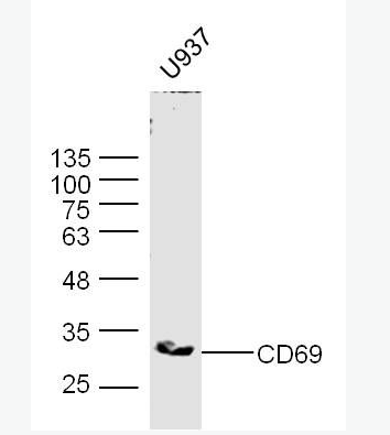 Anti-CD69 antibody -活化诱导分子CD69抗体