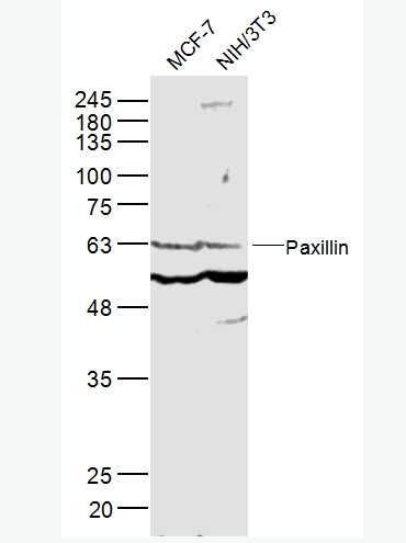 Anti-Paxillin antibody -桩蛋白Paxillin抗体