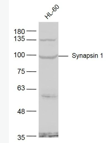 Anti-Synapsin 1 antibody -神经突触素1抗体