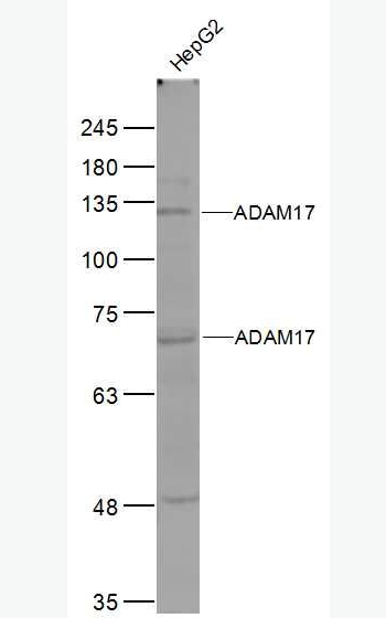 Anti-ADAM17 antibody -肿瘤坏死因子α转换酶抗体