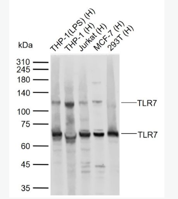 Anti-TLR7 antibody -Toll样受体7抗体
