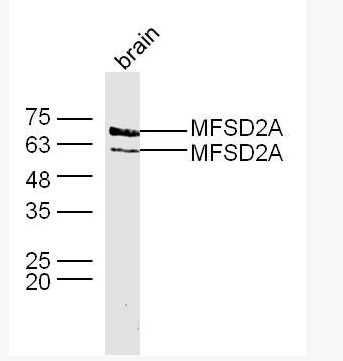 Anti-MFSD2A antibody -促进调解蛋白家族2A抗体